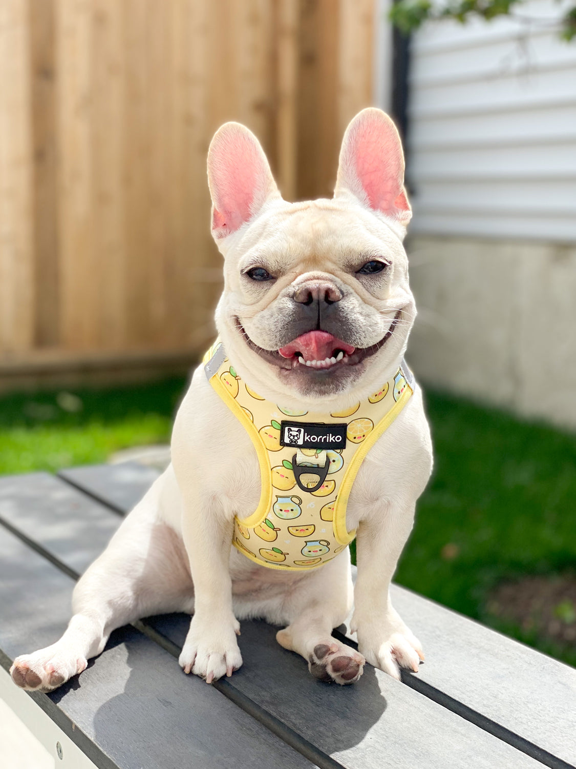 Step-In Vest Dog Harness - Lemonade